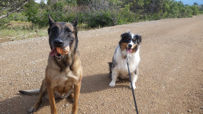 Dog training Durango, Reegan and Jack.